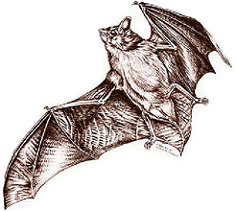 Bat